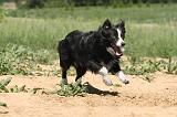 BORDER COLLIE 221
